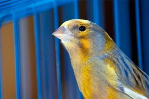 Očekivani život kanarni - od onoga što ovisi? Očekivani život kanarni - od onoga što ovisi?